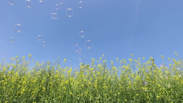 菜の花とシャボン玉