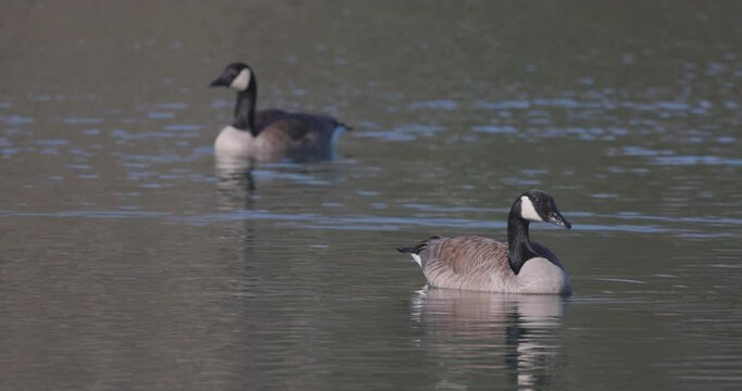Two Canadian Geese, Branta canadenis, swimming in the water of a canal in Rijkevorsel, Antwerp, Belgium. High quality 4k footage