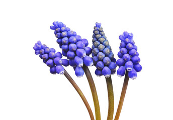 Muscari blue flowers isolated on transparent background, PNG. - 587950863