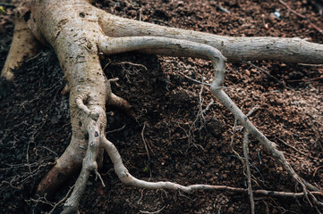 Young tree roots