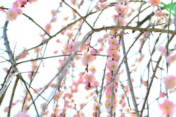 春の訪れを告げる河津桜