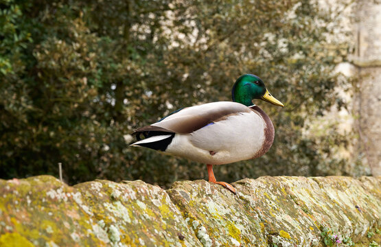 Solitary Mallard duck standing on a wall