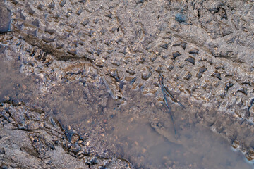 close up of tire tracks on the sand on the coast