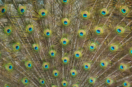 Peacock feather close up, background of a colored bird tail, simetrical shape