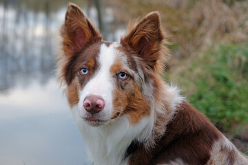 A tri coloured red merle border collie stood on a river bank, Surrey, UK.