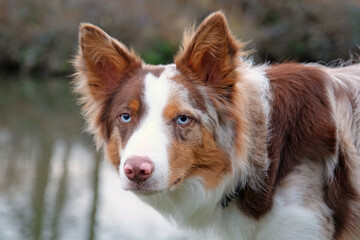 A tri coloured red merle border collie stood on a river bank, Surrey, UK.