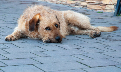 Dog laying on the street.