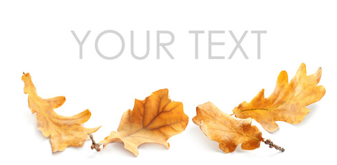 Obraz premium Fallen autumn leaves on white background. Space for your text