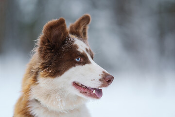 Closeup portrait of siberian laika in ginger color in winter
