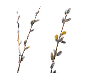 Willow branches with fluffy catkins isolated on white
