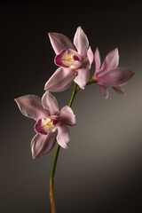 Pink Cymbidium orchid flowers on a gray background, vertical format
