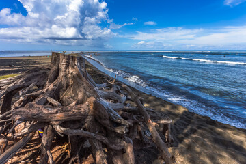 Racines déchaussées sur plage de l’Etang-Salé, île de la Réunion  - obrazy, fototapety, plakaty