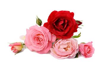 Obraz na płótnie Canvas bouquet of red and pink roses isolated on white background, festive bouquet