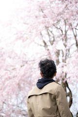 春の日差しで満開の桜を眺める男性 縦