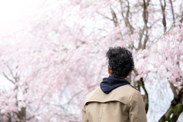 春の日差しで満開の桜を眺める男性 横