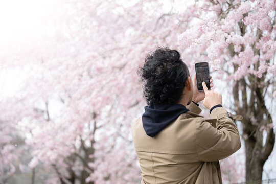 Man taking a picture of cherry blossoms in full bloom with his smartphone