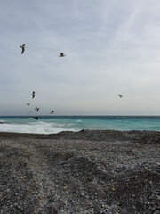 Seagulls flying over pebble beach of Nice, France with azure waves of mediterranean sea
