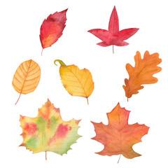 watercolor fall leaf set - red, green, brown, scarlet.set of objects on a white background. Forest design elements. Hello Autumn illustrations. Perfect for seasonal advertisement, invitations, cards.