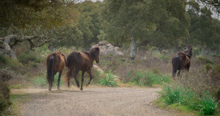 Fototapeta na wymiar Giara horses graze in their natural environment, Giara di Gesturi, South Sardinia 