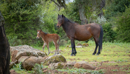 Naklejka na ściany i meble Giara horses graze in their natural environment, Giara di Gesturi, South Sardinia 