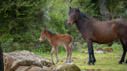 Giara horses graze in their natural environment, Giara di Gesturi, South Sardinia
