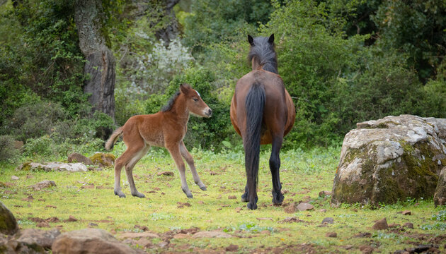 foal of the Giara Cavallini breed, protected by its mother, playing in its natural environment, Giara di Gesturi, South Sardinia
