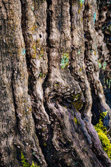 Close Up of Tree Bark 