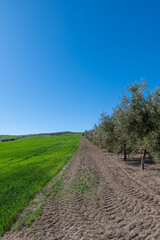 Fototapeta na wymiar Andalusian agricultural landscape: large areas of cereal crops, olive trees and almond trees between hills and mountains