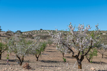 Andalusian agricultural landscape: large areas of cereal crops, olive trees and almond trees between hills and mountains