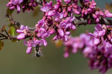 Bee flying over the purple flowers of the tree of love or judas tree (Cercis siliquastrum)