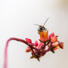 Long-horned bee (Eucera longicornis) perched on red flowers of succulent plant
