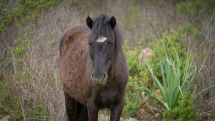 Fototapeta premium Giara horses graze in their natural environment, Giara di Gesturi, South Sardinia 