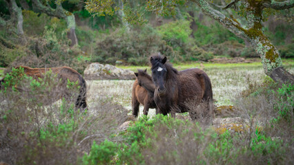 Giara horses graze in their natural environment, Giara di Gesturi, South Sardinia
