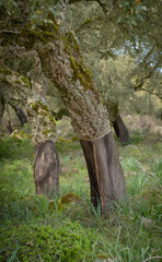 detail of the cork oak in the giara di gesturi, southern sardinia
