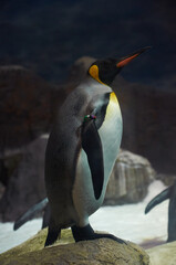 Penguin on Snowy Rocks