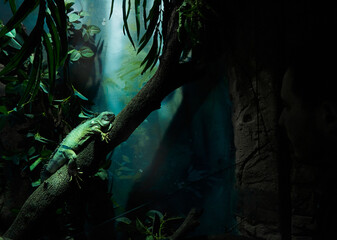 Green Iguana Relaxing on a Branch