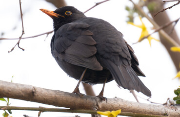 Male blackbird on a branch
