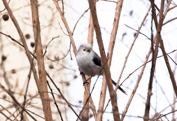 Long-tailed tit on a tree