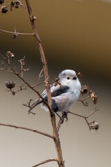 Long tailed tit chilling on a branch