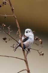 Small bird on a small branch