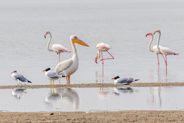 Greater White pelican and flamingos