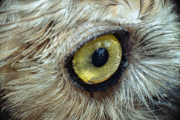 close-up eyes of an owl bird	