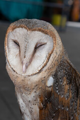 close-up cute face of a barn owl bird