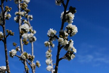 Cherry tree branches in blossom. Several branches from a cherry tree full of white flowers in spring. They look like cotton plants. The blue sky is in the background without clouds. It is a sunny day