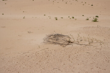 Desert and vegetation, Fuerteventura, Spain