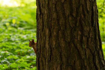 A squirrel peeks out from behind a tree