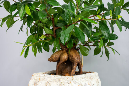 FIGOWIEC BENJAMINA / FIKUS BENJAMINA