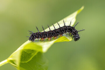 Peacok Butterfly caterpillar close up. Inachis io.