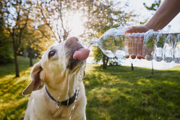 Dog drinking water from plastic bottle. Pet owner takes care of his labrador retriever during hot sunny day... © Chalabala