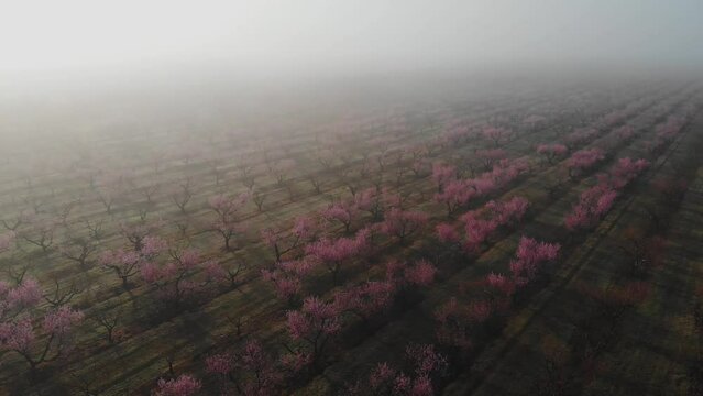Peach orchard in bloom - lines of flowering trees with pink blossoms on a plantation in spring season in the morning in the fog from the air
